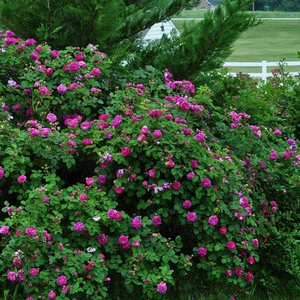 Purple - old garden roses